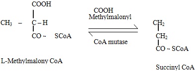 the conversion of methylmalony -coa to succinyl -coa